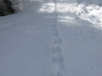 Tetrao urogallus 5, Auerhoen, Saxifraga-Rob Felix : Animalia, Aves, Chordata, animal, bird, dier, dieren, gewervelde dieren, vertebraat, vertebrate, vogel, vogels