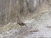 Tetrao urogallus 6, Auerhoen, Saxifraga-Mark Zekhuis