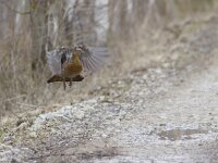 Tetrao urogallus 7, Auerhoen, Saxifraga-Mark Zekhuis