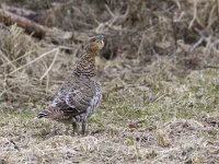 Tetrao urogallus 8, Auerhoen, Saxifraga-Mark Zekhuis