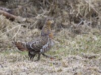 Tetrao urogallus 9, Auerhoen, Saxifraga-Mark Zekhuis