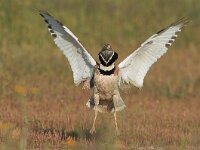 Tetrax tetrax 11, Kleine trap, Saxifraga-Joerg Mager