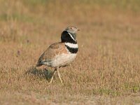 Tetrax tetrax 12, Kleine trap, Saxifraga-Joerg Mager