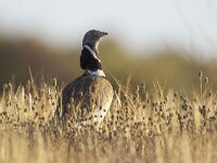Tetrax tetrax 6 Kleine trap, Saxifraga-Luc Hoogenstein : Europa, Portugal, lente, kust, voorjaar, nature, Algarve, spring, coast, april, Zuid-Europa, natuur, Iberisch Schiereiland