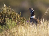 Tetrax tetrax 7, Kleine trap, Saxifraga-Luc Hoogenstein : natuur, Europa, Zuid-Europa, Portugal, lente, kust, Algarve, Iberisch Schiereiland, voorjaar, nature, spring, april, coast