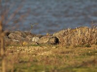 Tetrax tetrax 8, Kleine trap, female, Saxifraga-Peter Meininger