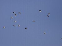 Tetrax tetrax 9, Kleine trap, Saxifraga-Mark Zekhuis