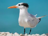 Thalasseus maximus 2, Koningsstern, Saxifraga-Tom Heijnen