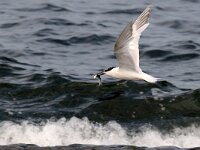 Thalasseus sandvicensis 10, Grote stern, Saxifraga-Piet Munsterman