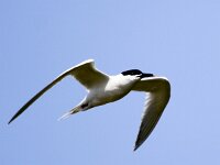 Thalasseus sandvicensis 100, Grote stern, Saxifraga-Bart Vastenhouw