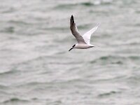 Thalasseus sandvicensis 104, Grote stern, Saxifraga-Bart Vastenhouw
