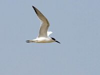 Thalasseus sandvicensis 105, Grote stern, Saxifraga-Bart Vastenhouw