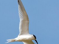 Thalasseus sandvicensis 106, Grote stern, Saxifraga-Bart Vastenhouw