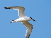 Thalasseus sandvicensis 107, Grote stern, Saxifraga-Bart Vastenhouw