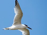 Thalasseus sandvicensis 108, Grote stern, Saxifraga-Bart Vastenhouw