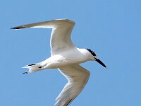Thalasseus sandvicensis 109, Grote stern, Saxifraga-Bart Vastenhouw