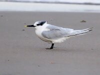 Thalasseus sandvicensis 132, Grote stern, Saxifraga-Bart Vastenhouw