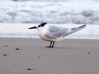 Thalasseus sandvicensis 133, Grote stern, Saxifraga-Bart Vastenhouw