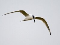 Thalasseus sandvicensis 137, Grote stern, Saxifraga-Bart Vastenhouw