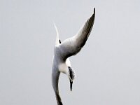 Thalasseus sandvicensis 138, Grote stern, Saxifraga-Bart Vastenhouw