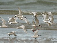 Thalasseus sandvicensis 18, Grote stern, Saxifraga-Piet Munsterman