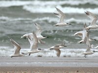 Thalasseus sandvicensis 19, Grote stern, Saxifraga-Piet Munsterman