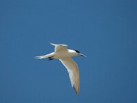 Thalasseus sandvicensis 2, Grote stern, Saxifraga-Jan van der Straaten