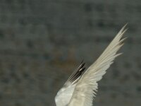 Thalasseus sandvicensis 20, Grote stern, Saxifraga-Piet Munsterman