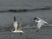Thalasseus sandvicensis 21, Grote stern, Saxifraga-Piet Munsterman