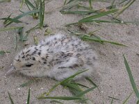Thalasseus sandvicensis 23, Grote stern, juvenile, Saxifraga-Peter Meininger