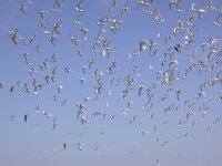 Thalasseus sandvicensis 24, Grote stern, Saxifraga-Peter Meininger