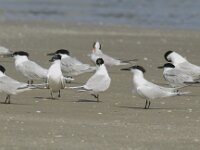 Thalasseus sandvicensis 25, Grote stern, Saxifraga-Piet Munsterman