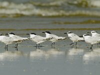 Thalasseus sandvicensis 26, Grote stern, Saxifraga-Piet Munsterman