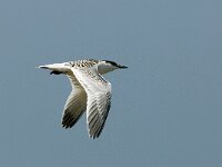 Thalasseus sandvicensis 29, Grote stern, juvenile, Saxifraga-Piet Munsterman