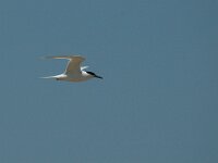 Thalasseus sandvicensis 3, Grote stern, Saxifraga-Jan van der Straaten