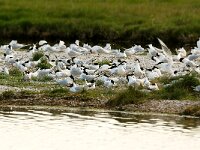 Thalasseus sandvicensis 35, Grote stern, Saxifraga-Piet Munsterman