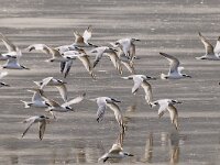Thalasseus sandvicensis 37, Grote stern, Saxifraga-Piet Munsterman