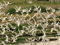 Thalasseus sandvicensis 43, Grote stern, Saxifraga-Piet Munsterman