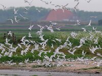 Thalasseus sandvicensis 45, Grote stern, Saxifraga-Piet Munsterman
