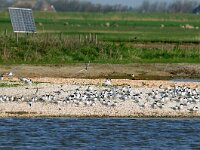 Thalasseus sandvicensis 46, Grote stern, Saxifraga-Piet Munsterman