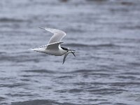 Thalasseus sandvicensis 47, Grote stern, Saxifraga-Luc Hoogenstein