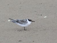 Thalasseus sandvicensis 48, Grote stern, Saxifraga-Luc Hoogenstein