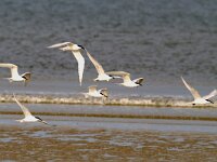 Thalasseus sandvicensis 5, Grote stern, Saxifraga-Piet Munsterman