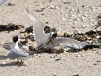 Thalasseus sandvicensis 51, Grote stern, Saxifraga-Luc Hoogenstein
