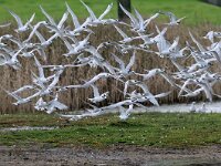 Thalasseus sandvicensis 55, Grote stern, Saxifraga-Piet Munsterman