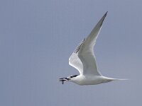 Thalasseus sandvicensis 57, Grote stern, Saxifraga-Mark Zekhuis