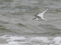 Thalasseus sandvicensis 59, Grote stern, Saxifraga-Mark Zekhuis