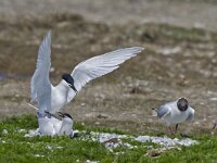 Thalasseus sandvicensis 61, Grote Stern, Saxifraga-Rik Kruit