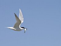 Thalasseus sandvicensis 62, Grote Stern, Saxifraga-Rik Kruit