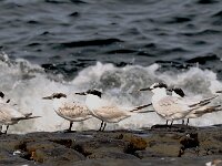 Thalasseus sandvicensis 65, Grote stern, Saxifraga-Piet Munsterman